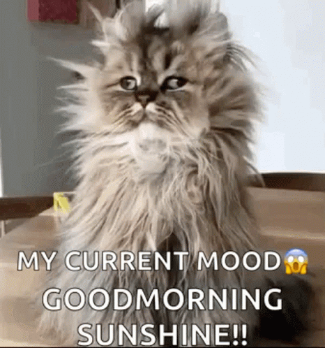 Fluffy Cat On Wooden Table My Current Mood Good Morning Sunshine GIF