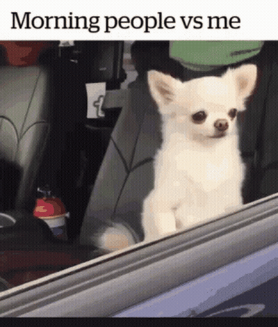 Fluffy Cat Saying Good Does Not Belong At Start Of Mornings GIF