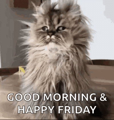Fluffy Cat Saying Good Morning And Happy Friday GIF