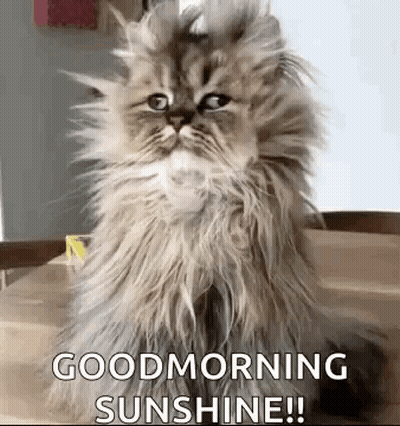 Fluffy Cat Saying Good Morning Sunshine GIF