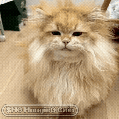Fluffy Cat Saying $ Mg Maugieg Coin GIF