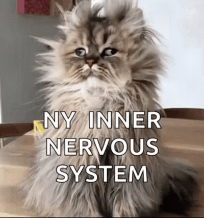 Fluffy Cat Saying Ny Inner Nervous System GIF