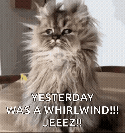 Fluffy Cat Saying Yesterday Was A Whirlwind GIF