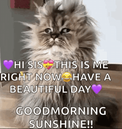 Fluffy Cat Sitting Good Morning Sunshine GIF