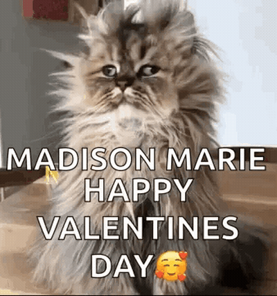 Fluffy Cat Sitting On Floor Wishing Happy Valentines Day GIF