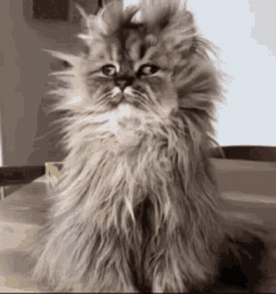 Fluffy Cat Sitting On Table Looking At Camera GIF