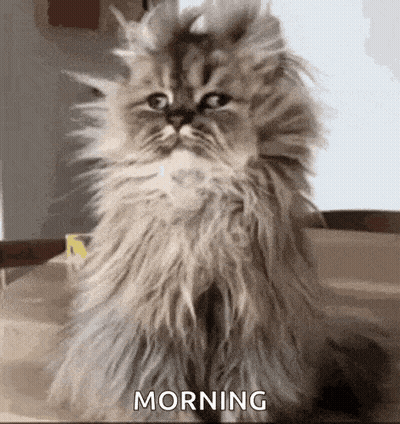 Fluffy Cat Sitting On Table Saying Morning GIF
