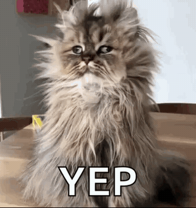 Fluffy Cat Sitting On Table Saying Yep GIF