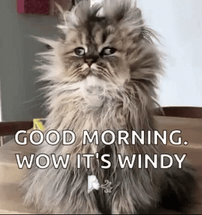 Fluffy Cat Sitting On Table With Good Morning Message GIF