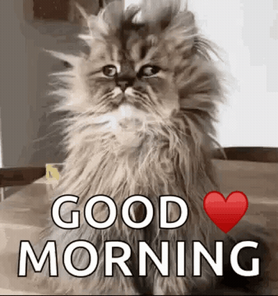 Fluffy Cat Sitting On Table With Good Morning Message GIF