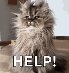 Fluffy Cat Sitting on Table With Help