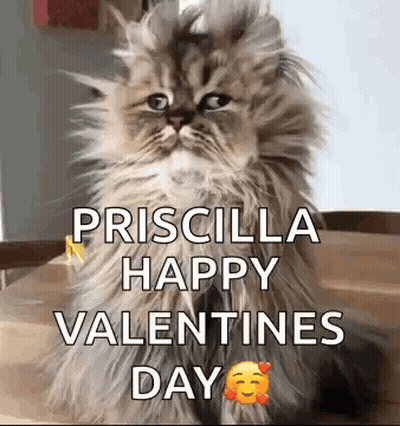 Fluffy Cat Sitting On Table With Valentines GIF