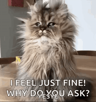 Fluffy Cat Sitting On Wooden Table Asking Why Do You Ask GIF
