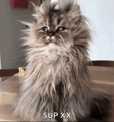 Fluffy Cat Sitting On Wooden Table Making Funny Face GIF