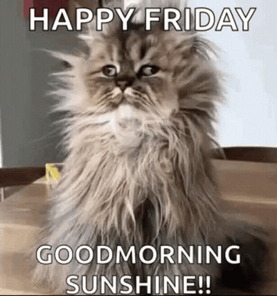 Fluffy Cat Sitting On Wooden Table Saying Happy Friday Good Morning Sunshine GIF