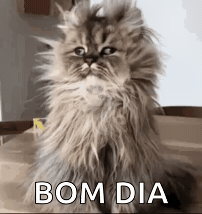 Fluffy Cat Sitting With Bom Dia GIF