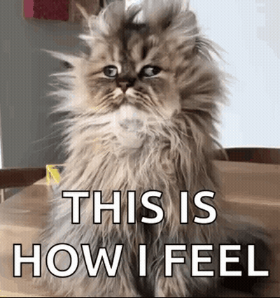 Fluffy Cat Sitting With How I Feel GIF