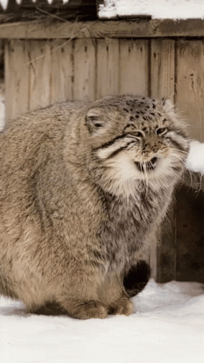 Fluffy Cat Standing In Snow Near Wooden Fence GIF