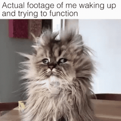 Fluffy Cat Waking Up Trying To Function GIF