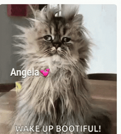 Fluffy Cat With Angela On Its Neck GIF