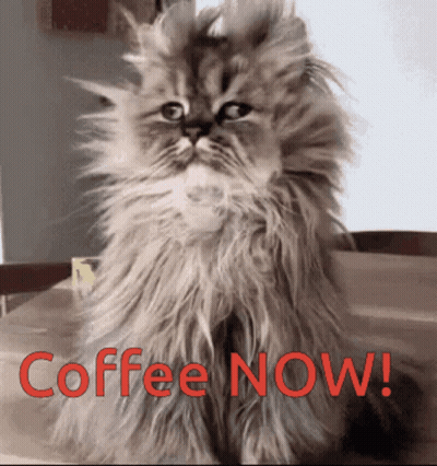 Fluffy Cat With Coffee Now In Red GIF