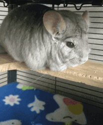 Fluffy Chinchilla Accepts And Drop Heart GIF