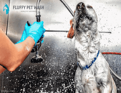 Fluffy Dog Being Washed GIF