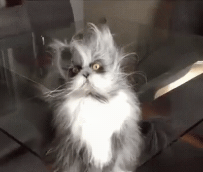 Fluffy Gray And White Cat Sitting On Glass Table GIF