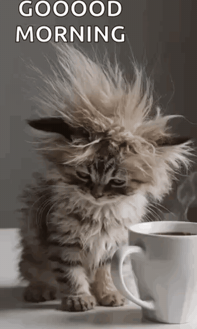 Fluffy Kitten Hair Blowing Beside Coffee GIF