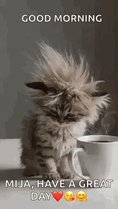 Fluffy Kitten Sitting Next To Coffee GIF