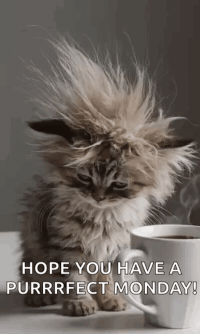 Fluffy Kitten Sitting Next To Coffee GIF