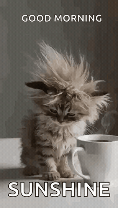 Fluffy Kitten Sitting Next To Coffee Cup GIF