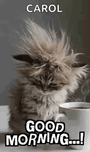 Fluffy Kitten Sitting Next To Coffee Saying Good Morning Carol GIF