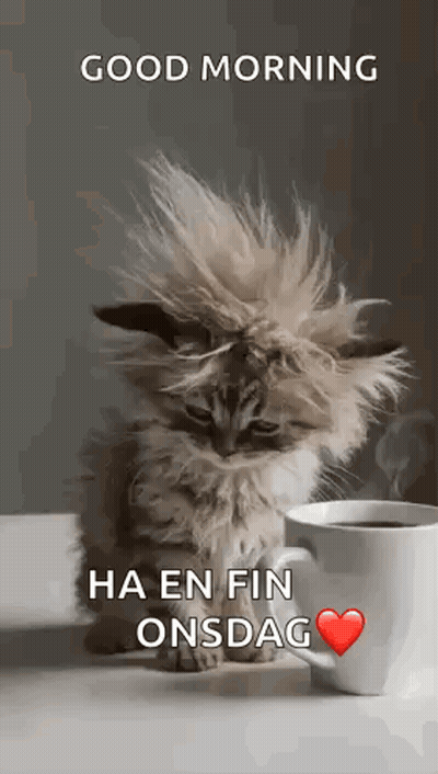 Fluffy Kitten Sitting Next to Coffee With Hair Blowing in Wind