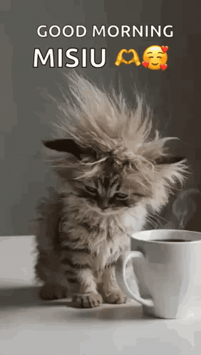 Gatito esponjoso sentado junto a una taza de café GIF