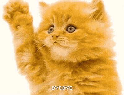 Fluffy Orange Kitten Waving Paw Saying Byebye GIF