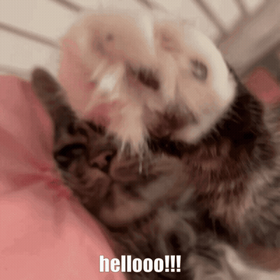 Fluffy Orange Kitten With Blue Eyes Waving Paw GIF