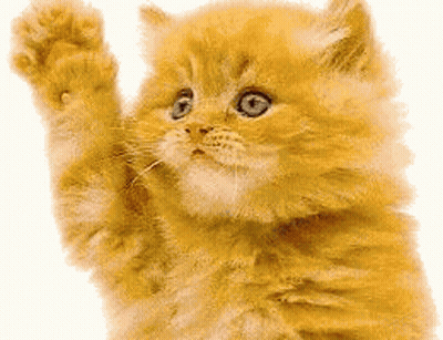 Fluffy Orange Kitten With Blue Eyes Waving Paw GIF