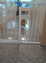 Fluffy Pomeranian Dog Passes Gate