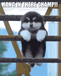 Fluffy Puppy Hang In There Champ GIF