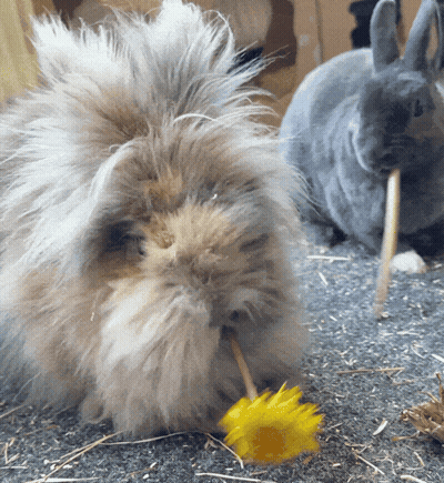 Fluffy Rabbit Eating Yellow Flower GIF