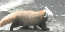 Fluffy Red Panda GIF