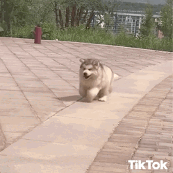 Fluffy Samoyed Puppy Running GIF