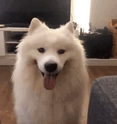 Fluffy Samoyed Winking GIF