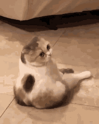 Fluffy Snobbish Cute Cat  GIF