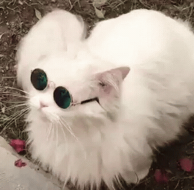 Fluffy White Cat Wearing Sunglasses Laying Down GIF