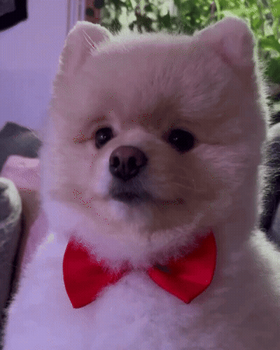 Fluffy White Dog With Red Bow Tie GIF