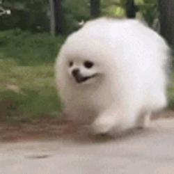 Fluffy White Dog GIF