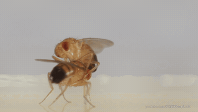 Fly Close Up With YouTube.com GIF