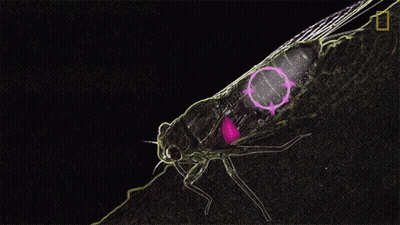 Fly Drawing With Abdomen Ammunition GIF
